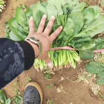黑叶菠菜大量供货中，基地直供，全国可发，一条龙服务