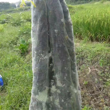 鲜活竹蜂