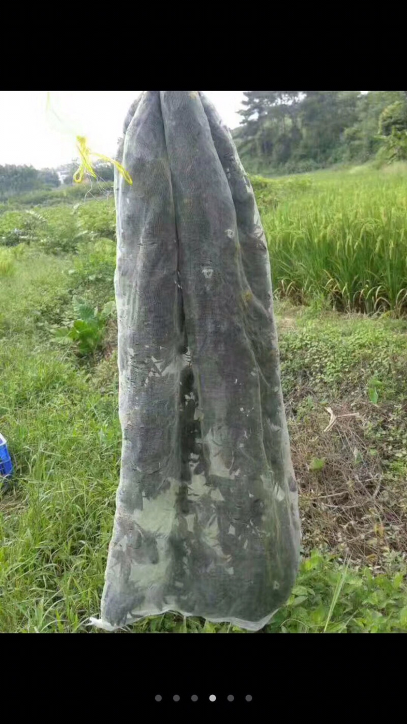 鲜活竹蜂