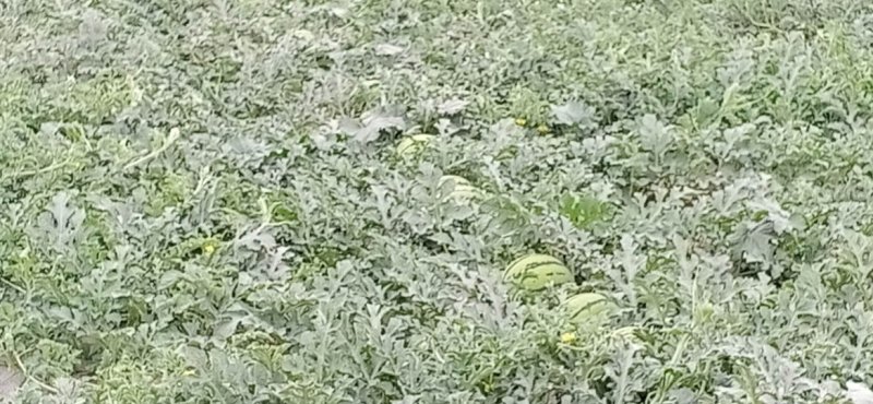 直播籽西瓜甜王大量上市头茬好瓜，甜甜甜！预购从速。