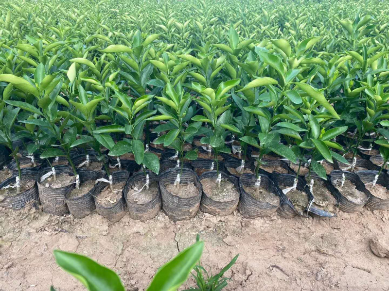 明日见丑柑树苗嫁接春见耙耙果明日见丑八怪柑橘果苗