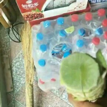 尖叶莴笋