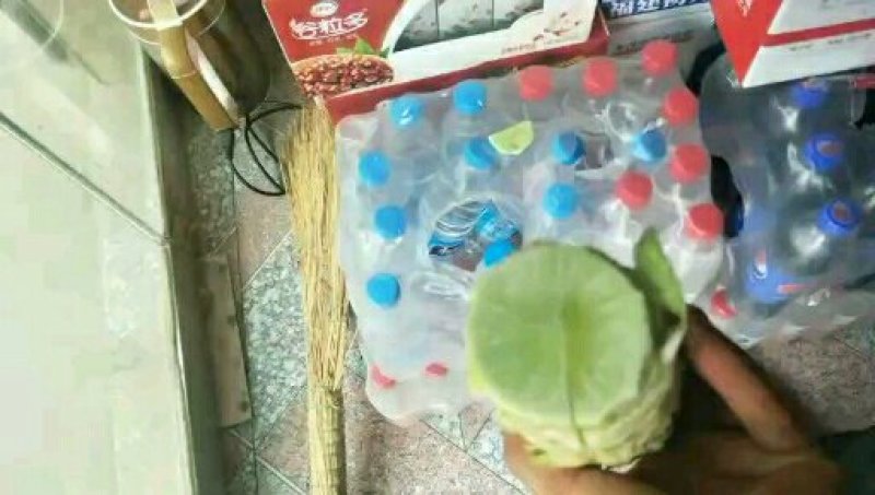 尖叶莴笋