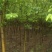 辽宁开原山丁子小苗山荆子工程苗繁育基地苗农一手货源