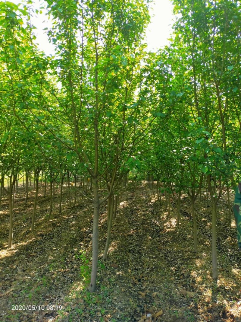 辽宁开原山丁子小苗山荆子工程苗繁育基地苗农一手货源