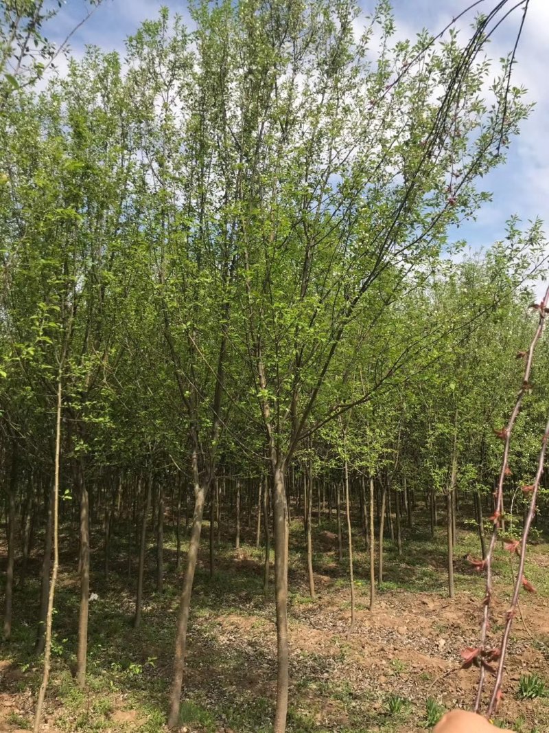 辽宁开原山丁子小苗山荆子工程苗繁育基地苗农一手货源