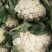菜花大量供应质优价廉欢迎各位客商光临选购