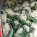菜花大量供应质优价廉欢迎各位客商光临选购