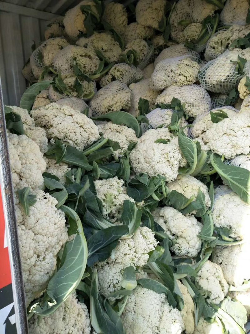 菜花大量供应质优价廉欢迎各位客商光临选购