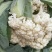 菜花大量供应质优价廉欢迎各位客商光临选购