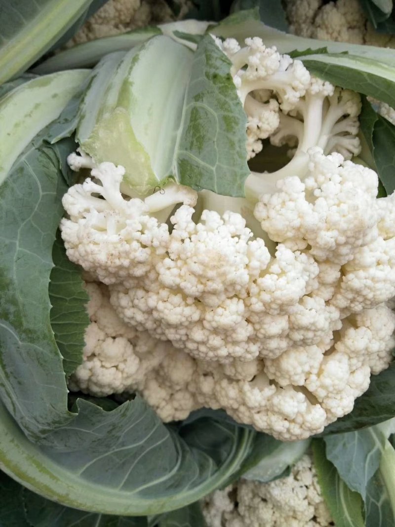菜花大量供应质优价廉欢迎各位客商光临选购