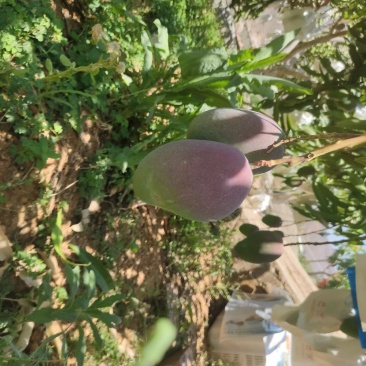 艾文芒果