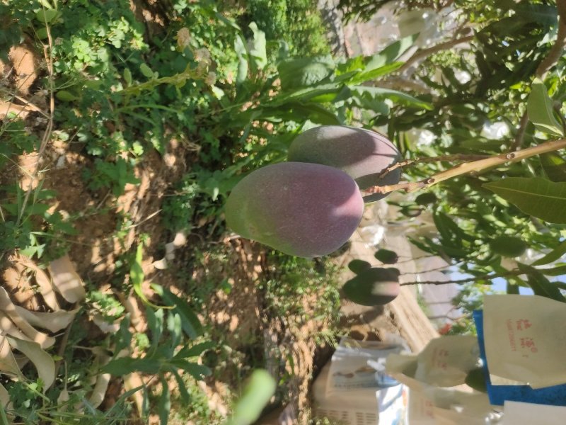 艾文芒果