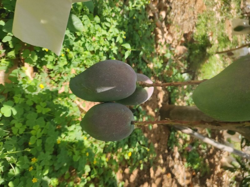 艾文芒果