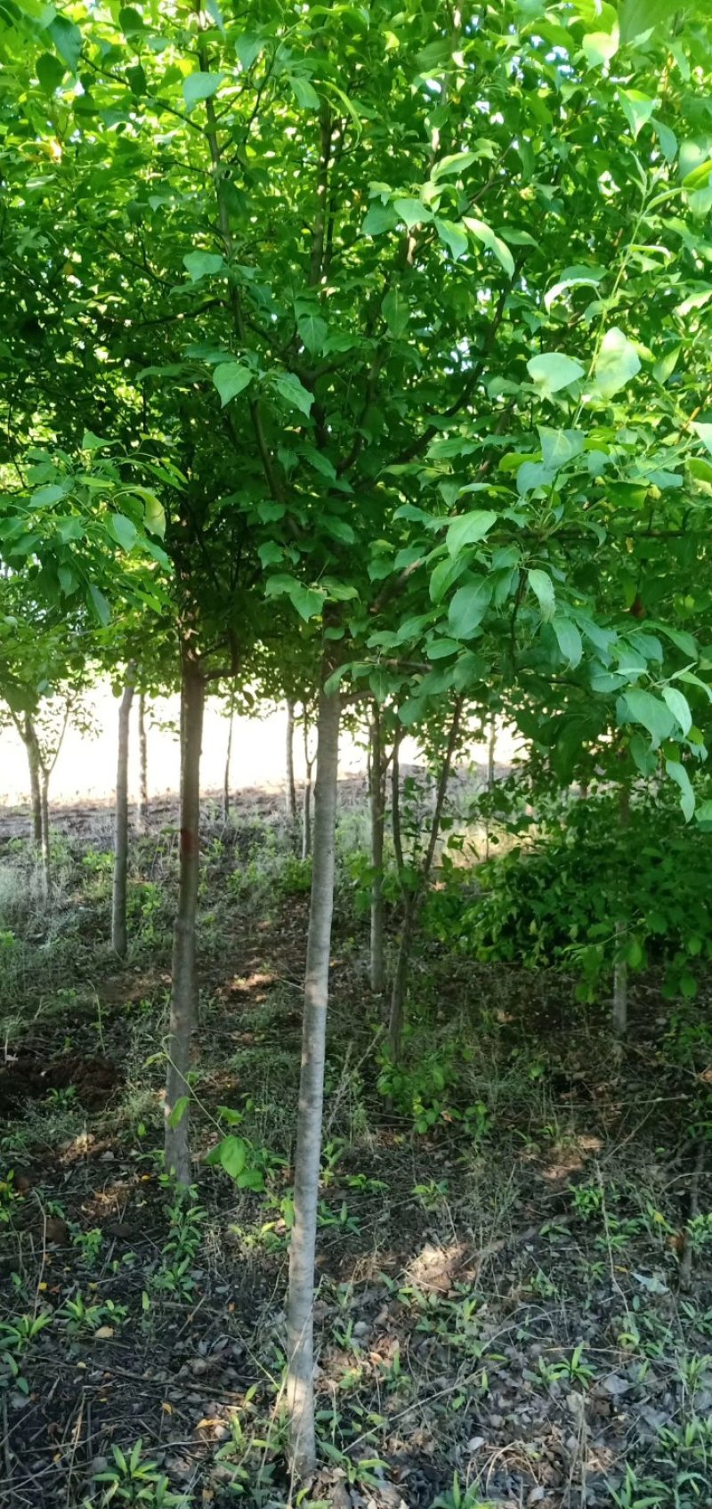 辽宁开原山丁子小苗山荆子工程苗繁育基地苗农一手货源