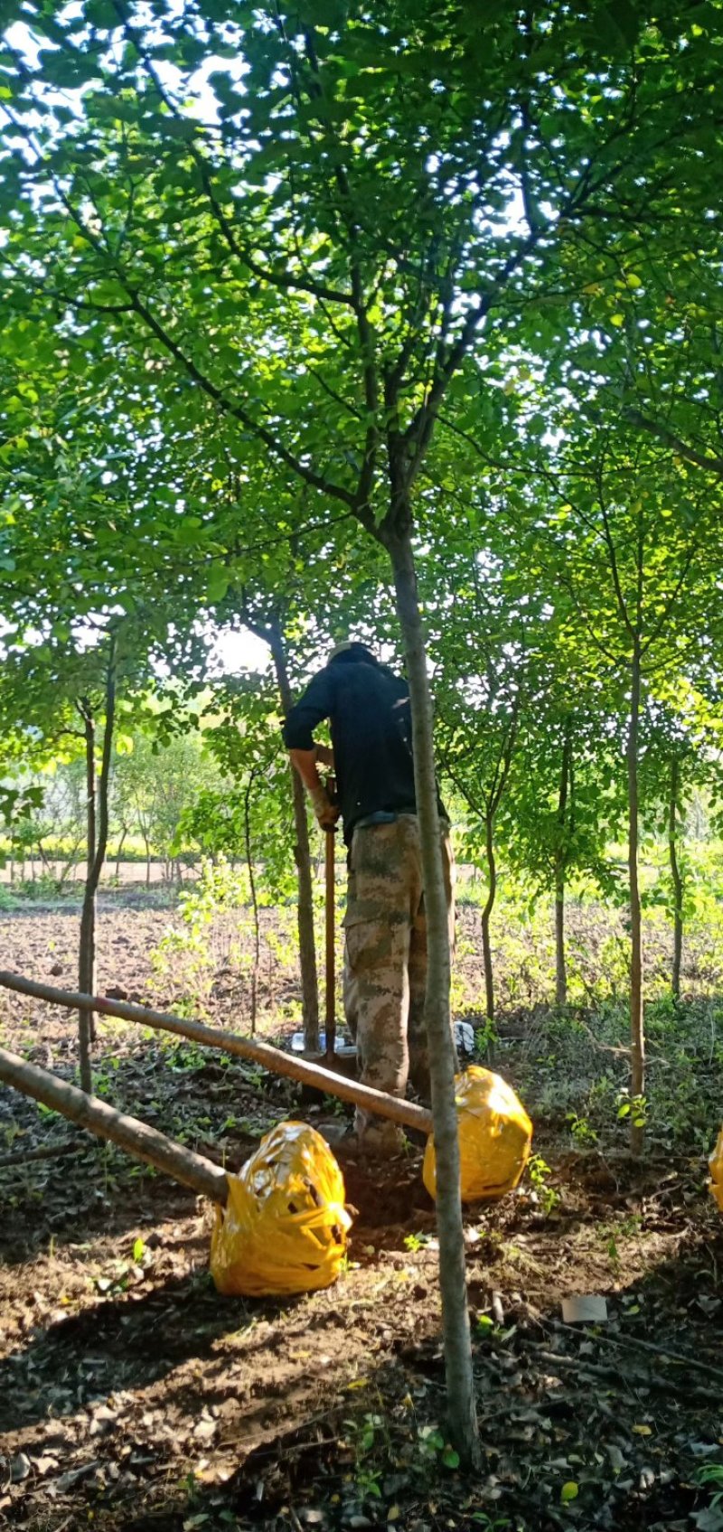 辽宁开原山丁子小苗山荆子工程苗繁育基地苗农一手货源