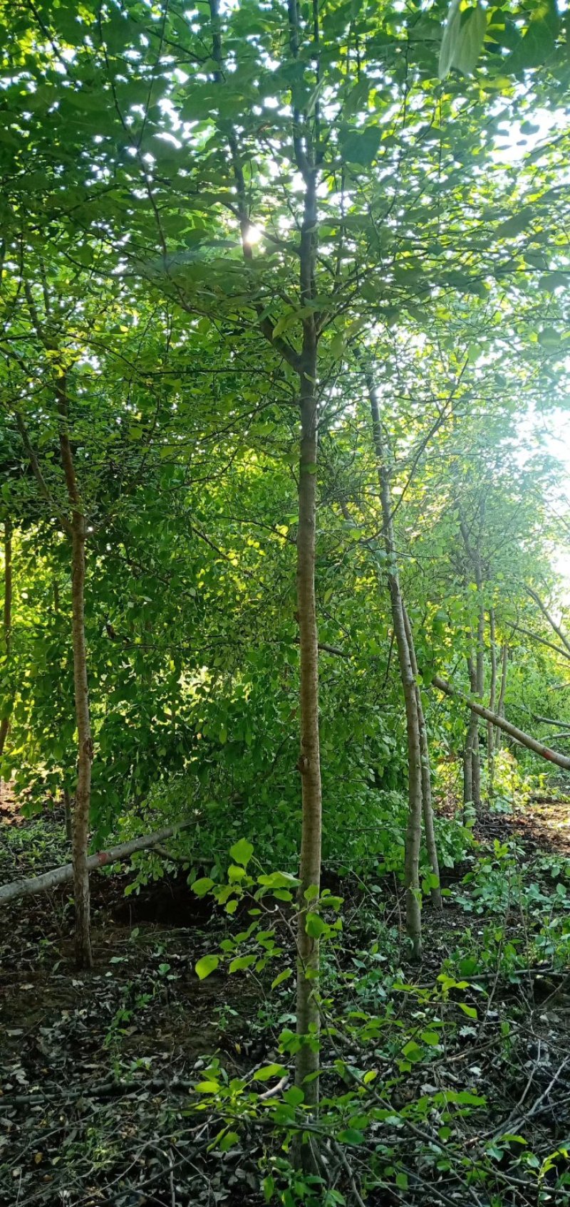 辽宁开原山丁子小苗山荆子工程苗繁育基地苗农一手货源