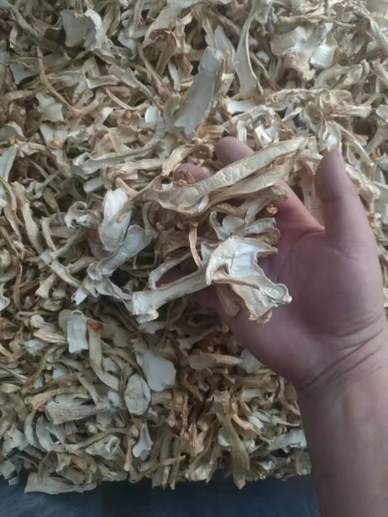 赤松茸
