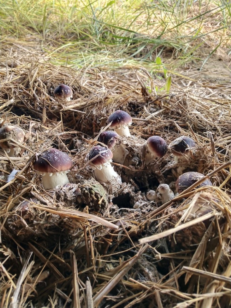 赤松茸