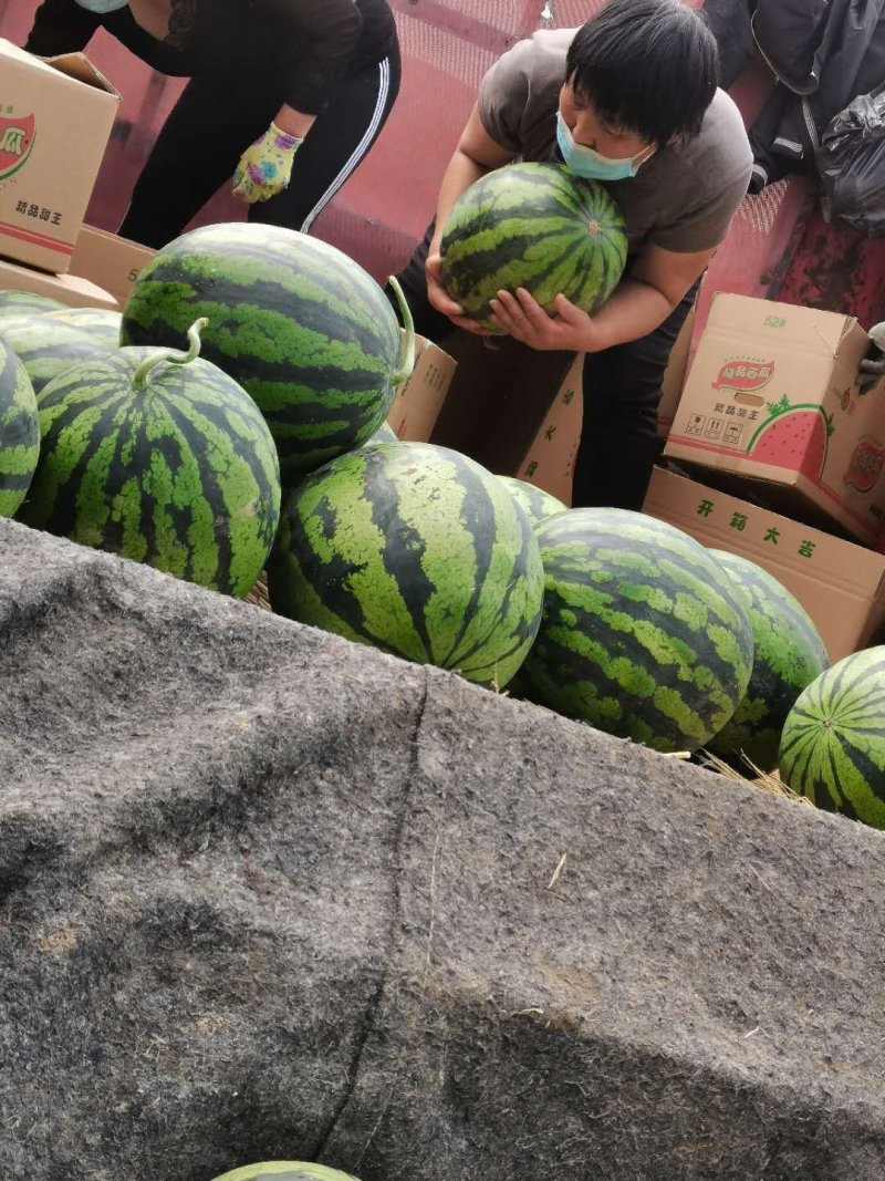潍坊西瓜产地直销一手货源量大从优
