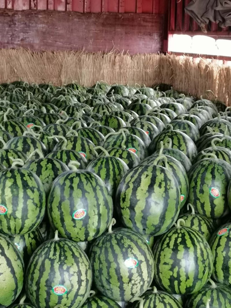 潍坊西瓜产地直销一手货源量大从优