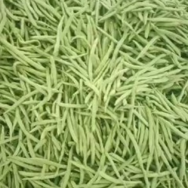 四季豆新野本地货，青豆和白不老，产地直供，货优价廉！