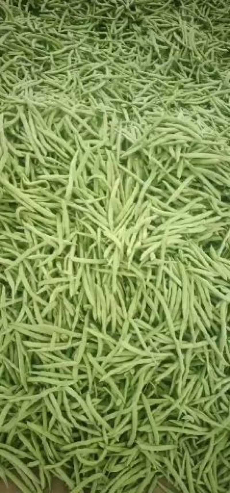 四季豆新野本地货，青豆和白不老，产地直供，货优价廉！