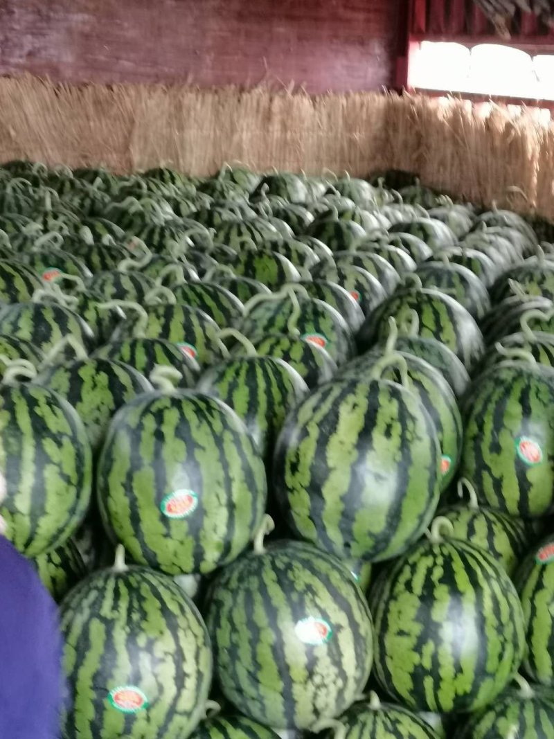 青州西瓜香甜瓤红供应全国自产自销量大从优