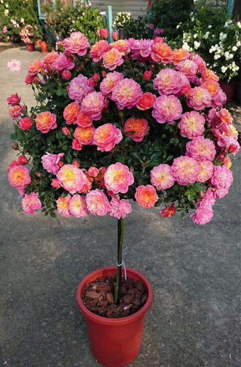 棒棒糖树桩月季树状月季老桩月季花苗