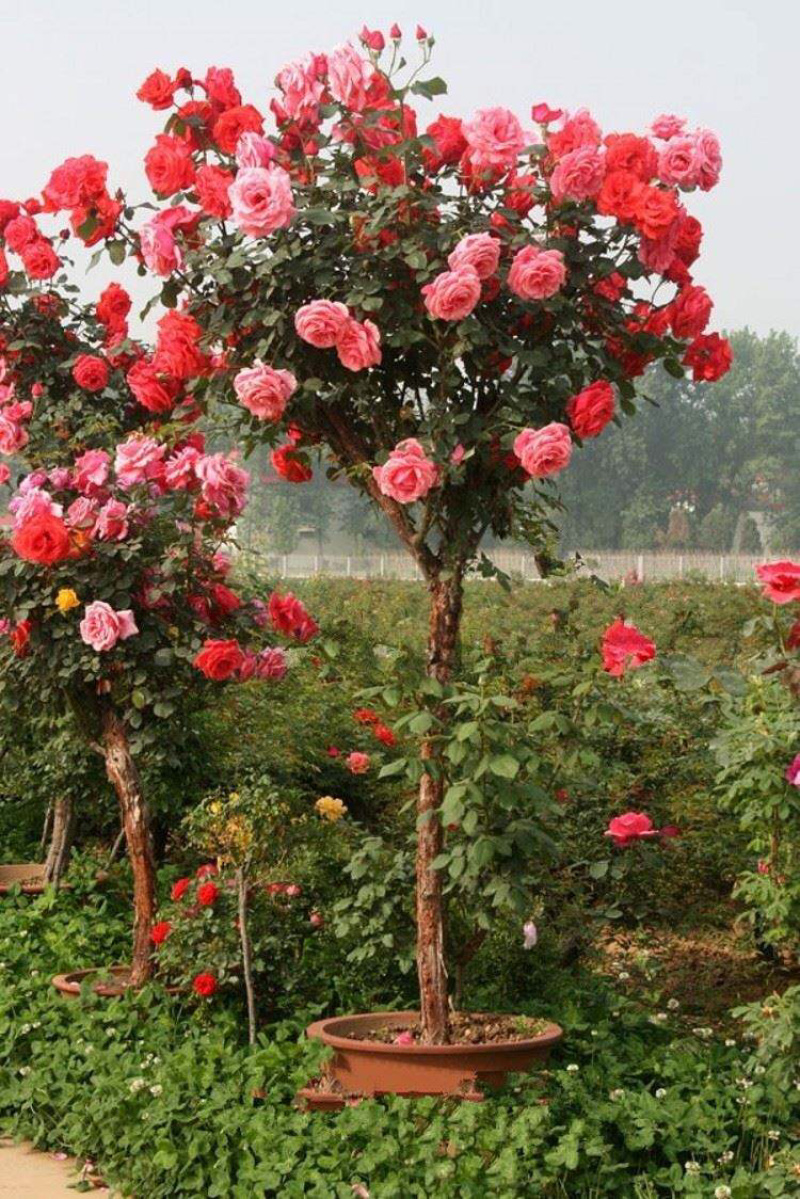 棒棒糖树桩月季树状月季老桩月季花苗