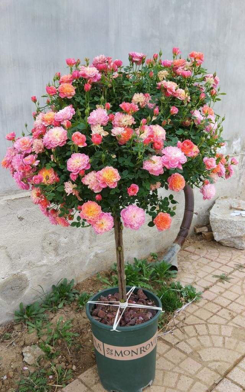 棒棒糖树桩月季树状月季老桩月季花苗