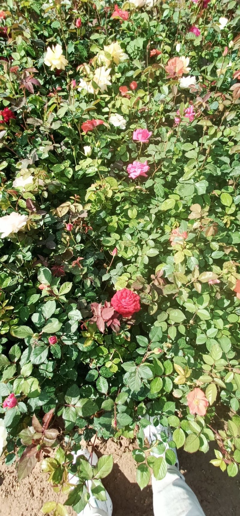 月季
