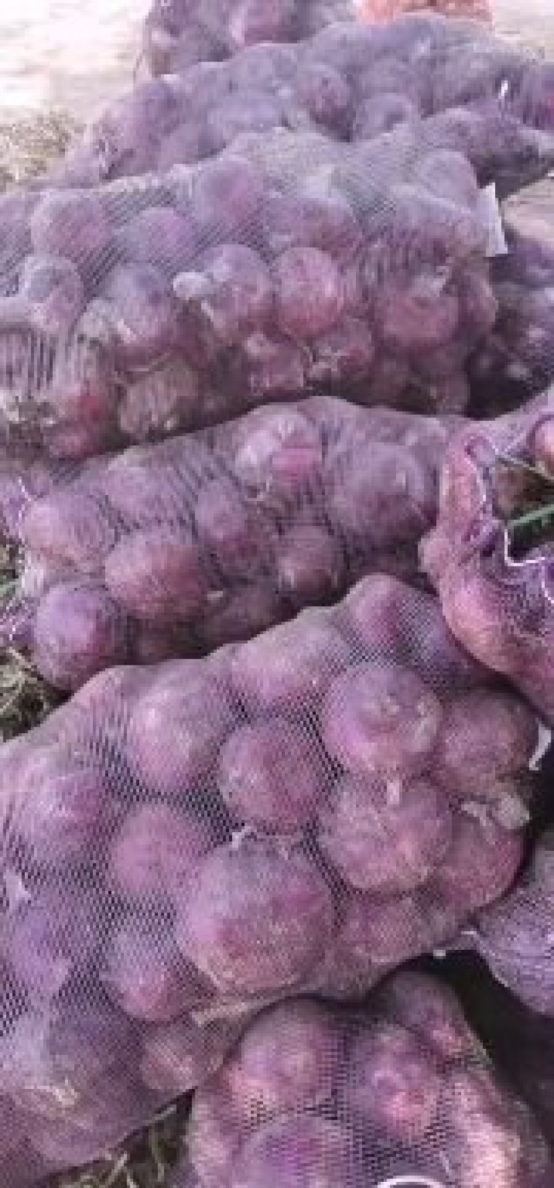 洋葱紫皮洋葱大量上市诚信经营个头均匀