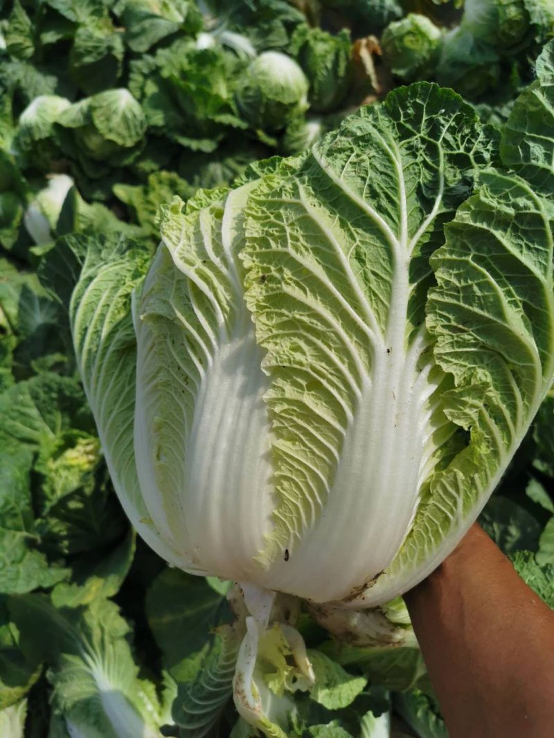 白菜黄心大白菜诚信经营交通方便