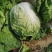 白菜黄心大白菜诚信经营交通方便