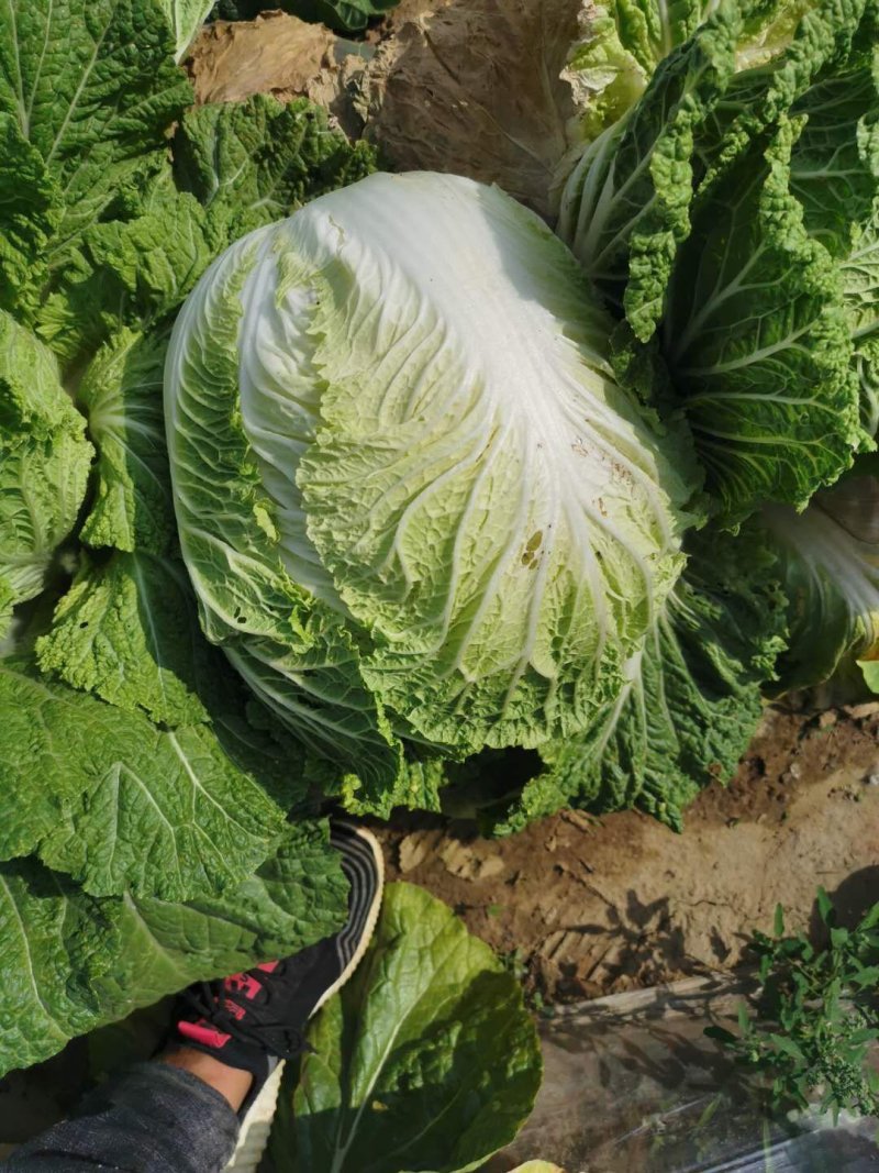 白菜黄心大白菜诚信经营交通方便