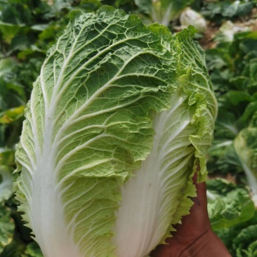 白菜黄心大白菜诚信经营交通方便