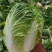 白菜黄心大白菜诚信经营交通方便