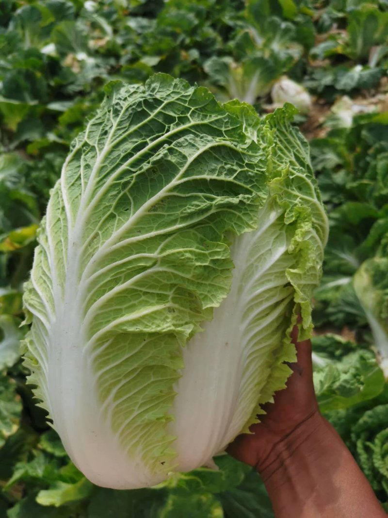 白菜黄心大白菜诚信经营交通方便