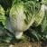 白菜黄心大白菜诚信经营交通方便