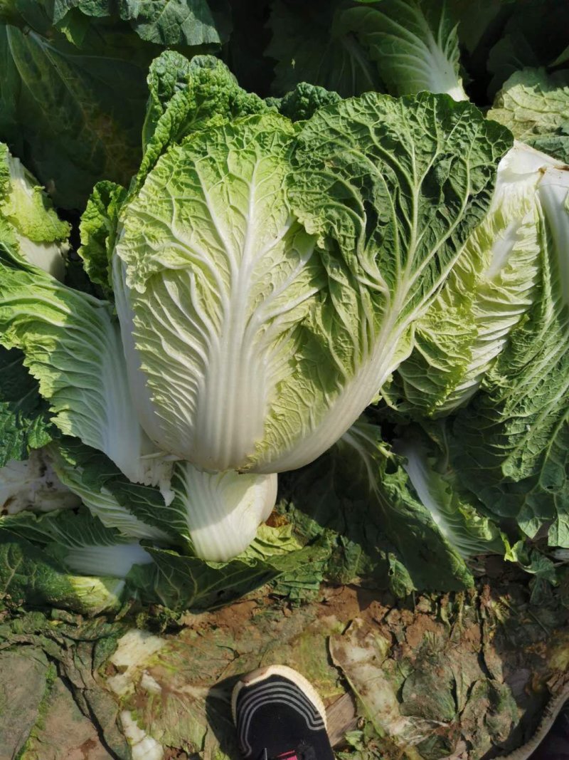 白菜黄心大白菜诚信经营交通方便