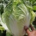 白菜黄心大白菜诚信经营交通方便