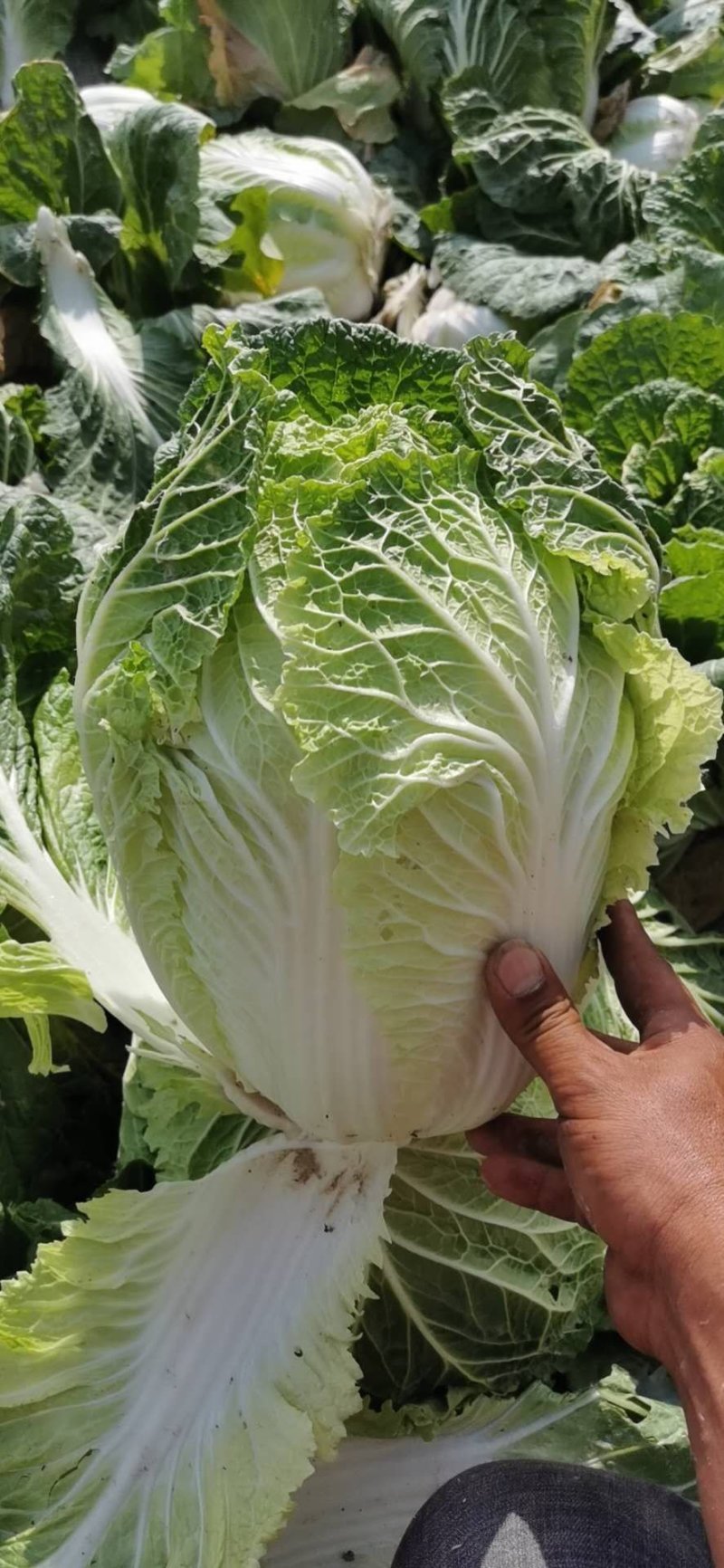 白菜黄心大白菜诚信经营交通方便