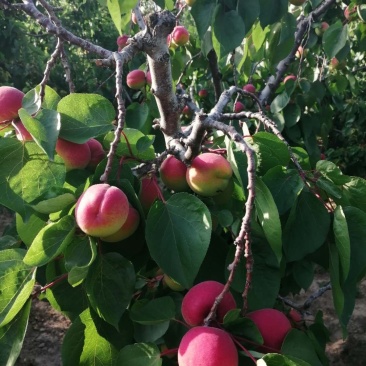 太平红杏，颜色艳红，货源充足，每年5月20号开始装货