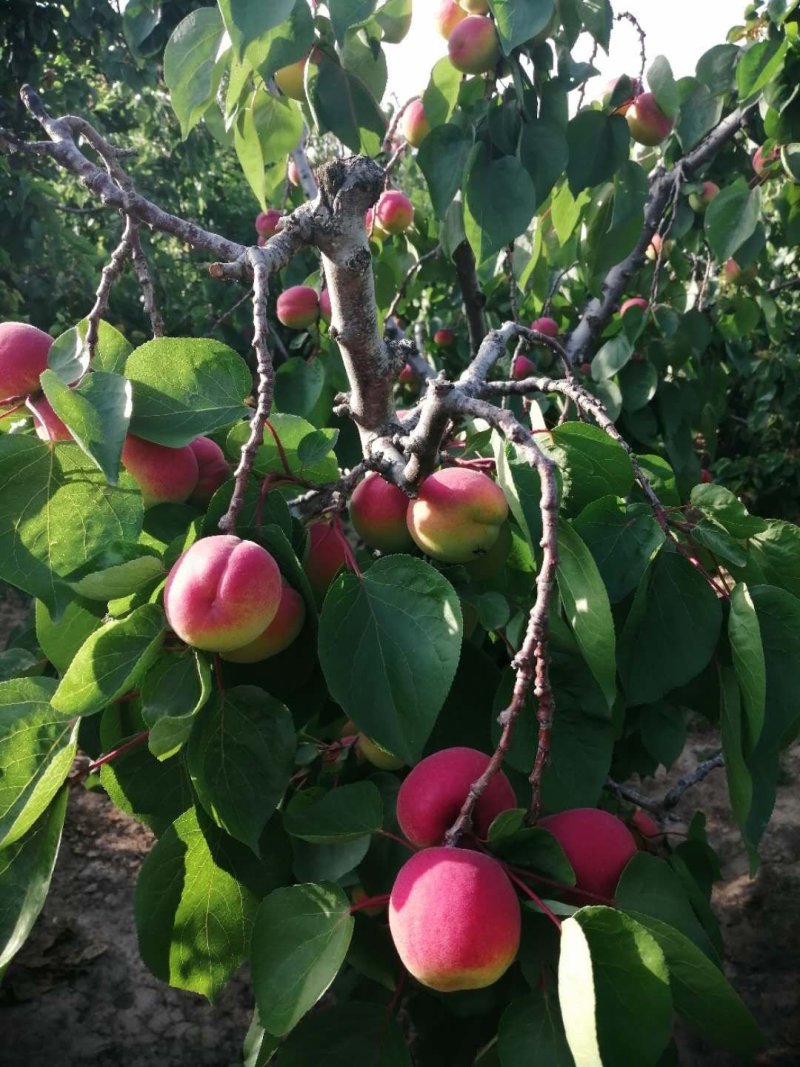 太平红杏，颜色艳红，货源充足，每年5月20号开始装货