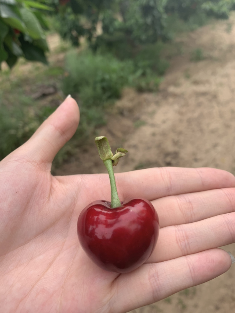 樱桃