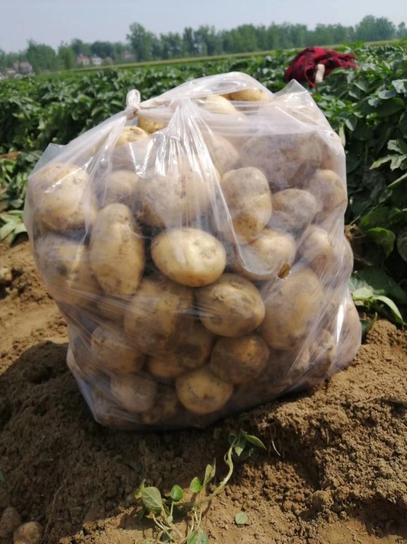 湖北黄皮黄心新鲜小土豆新鲜现挖马铃薯洋芋