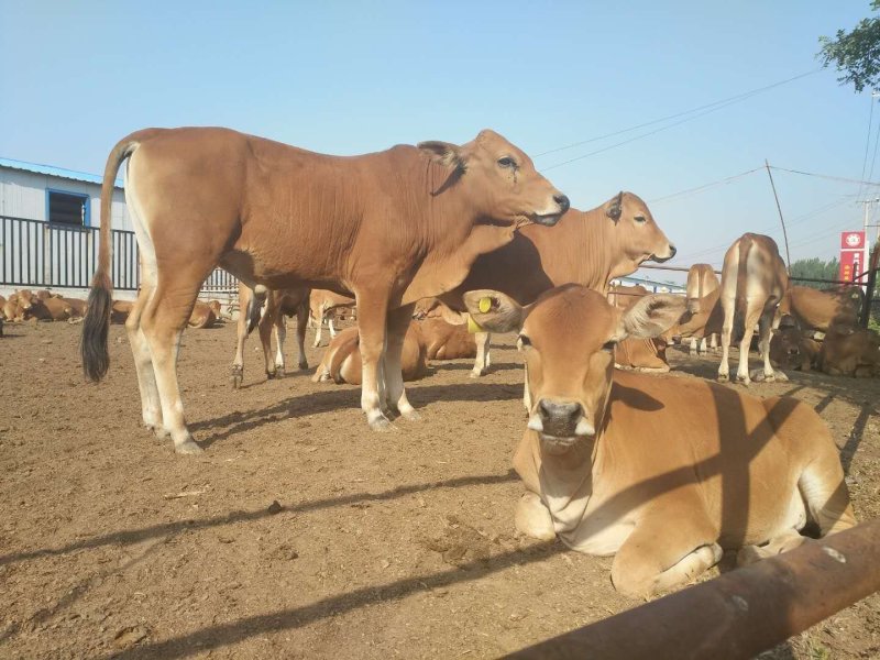 利木赞牛犊肉牛养殖场小牛犊繁殖母牛买十头送一头