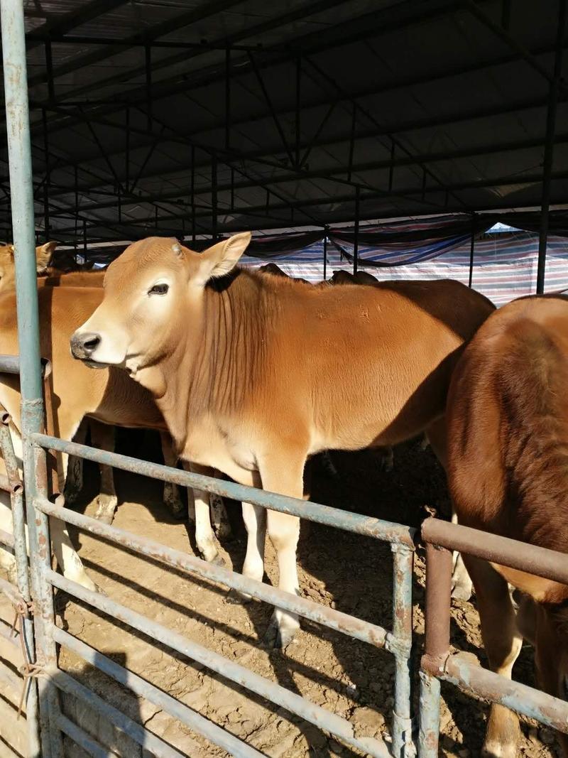 利木赞牛犊肉牛养殖场小牛犊繁殖母牛买十头送一头