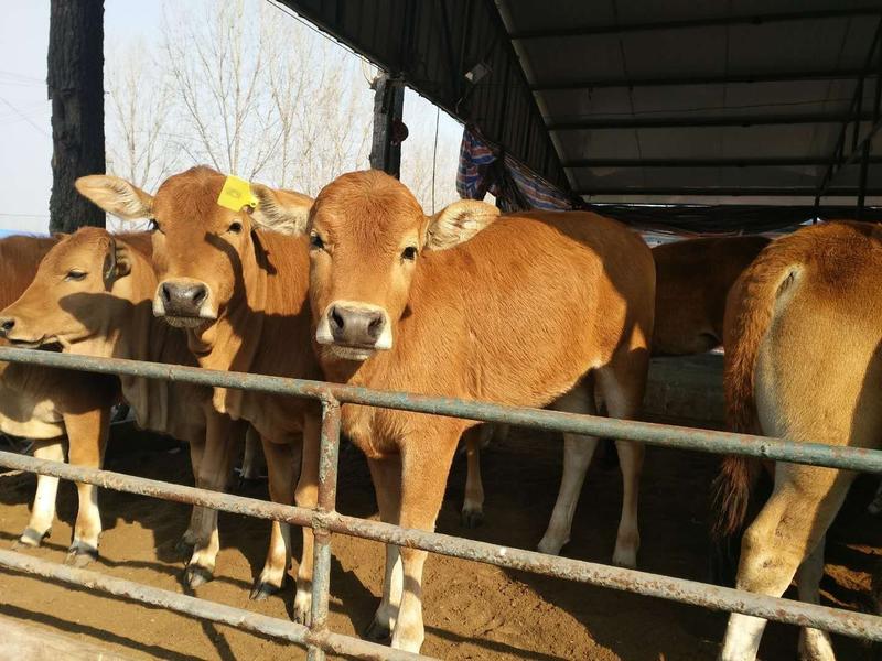利木赞牛犊肉牛养殖场小牛犊繁殖母牛买十头送一头